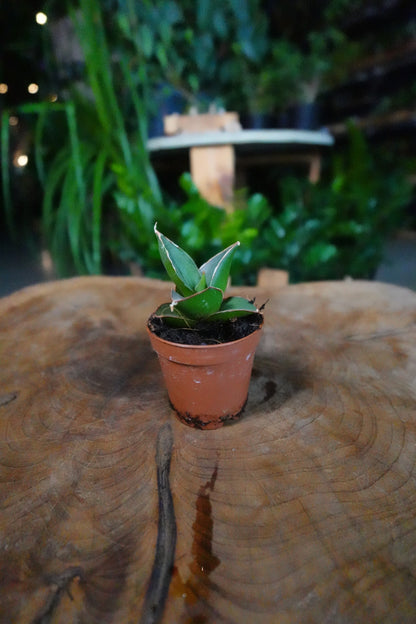Sansevieria Blue Tower 2"