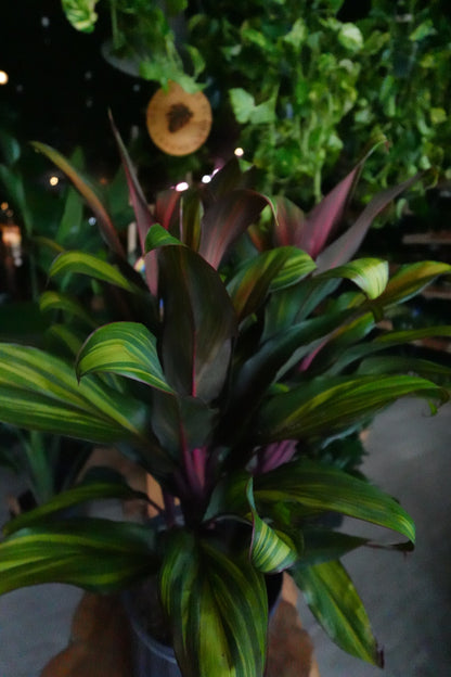 Cordyline Harleyquin 10"