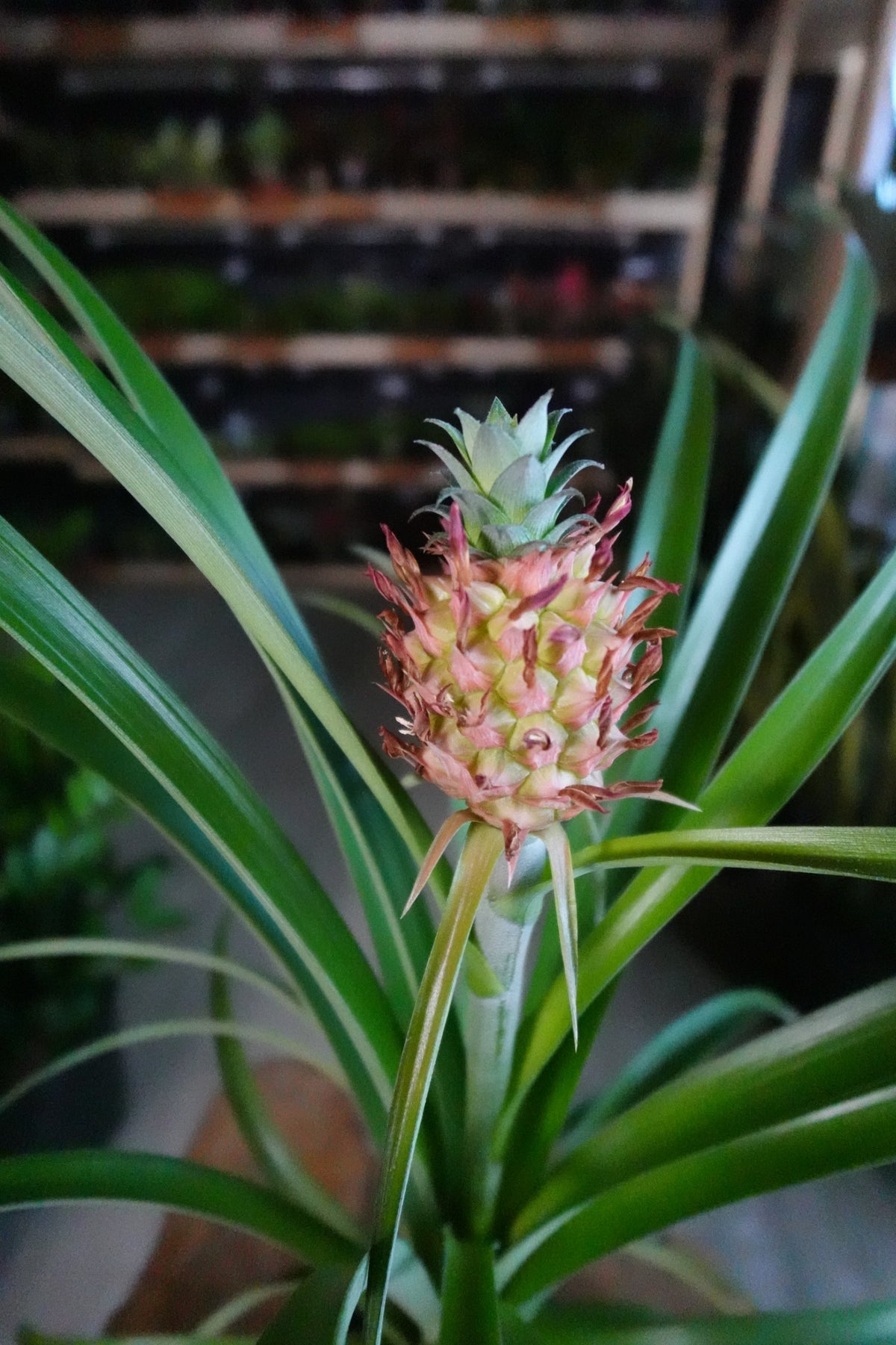 Ananas Amaury Pineapple 6"
