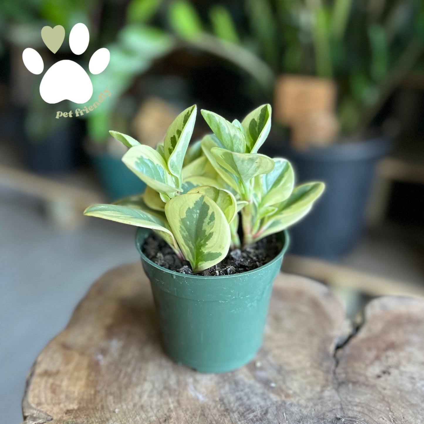 Peperomia Citrus Twist 4"