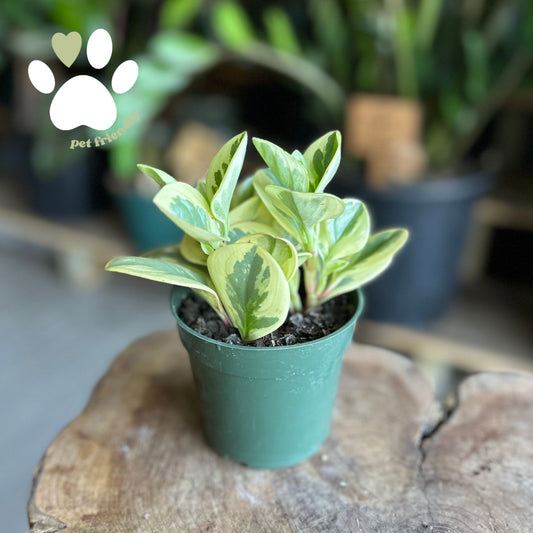 Peperomia Citrus Twist 4"