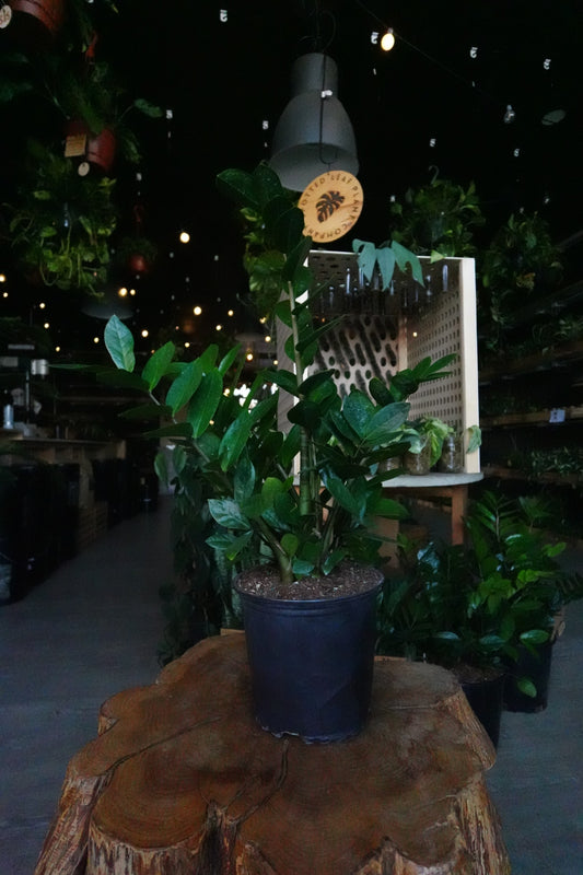 ZZ Plant 8"