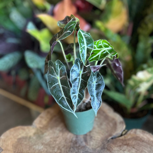 Alocasia Polly 4"