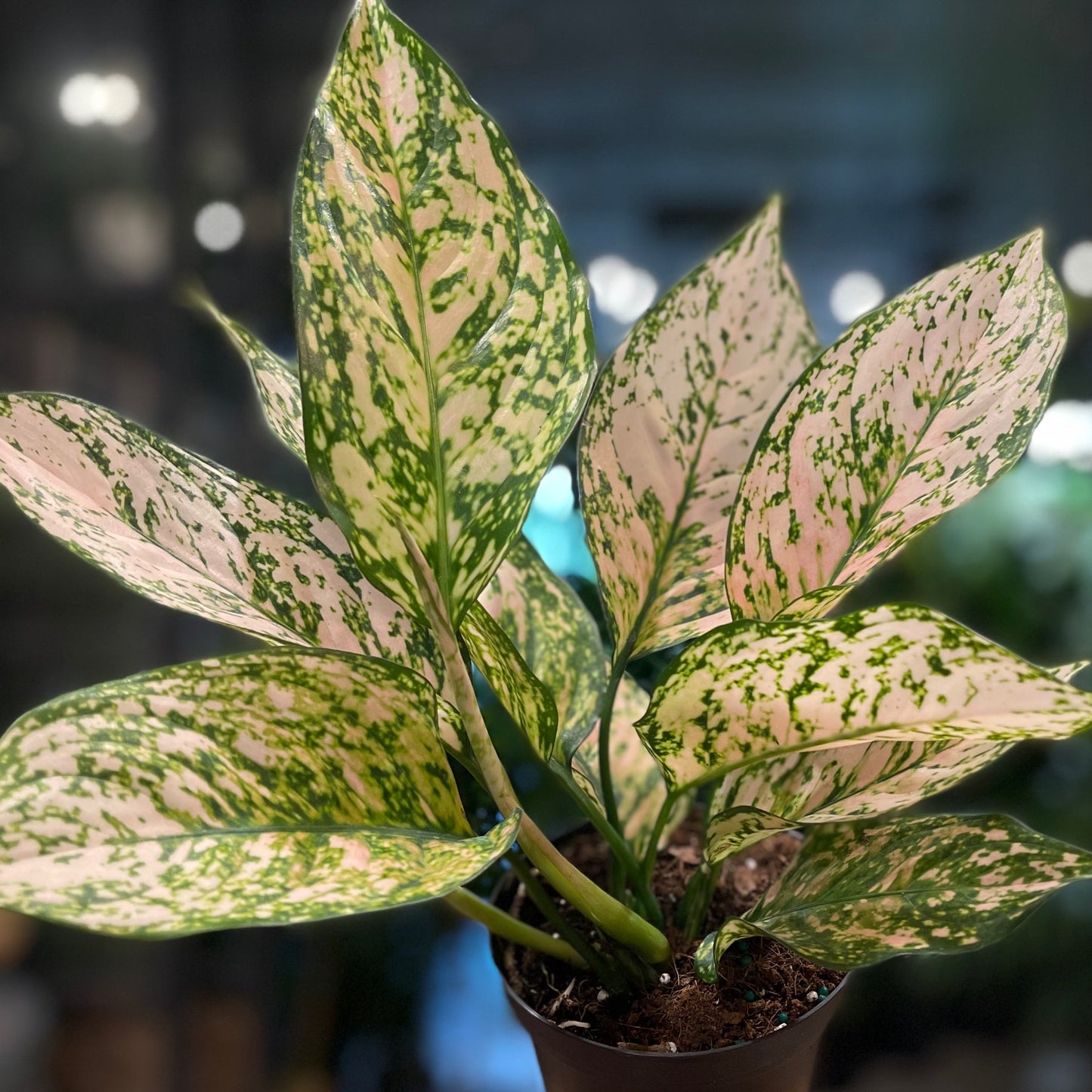 Aglaonema Pink Princess 6"