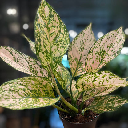 Aglaonema Pink Princess 6"