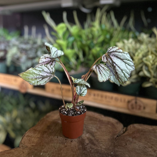 Begonia Rex Jurassic Pink 2"