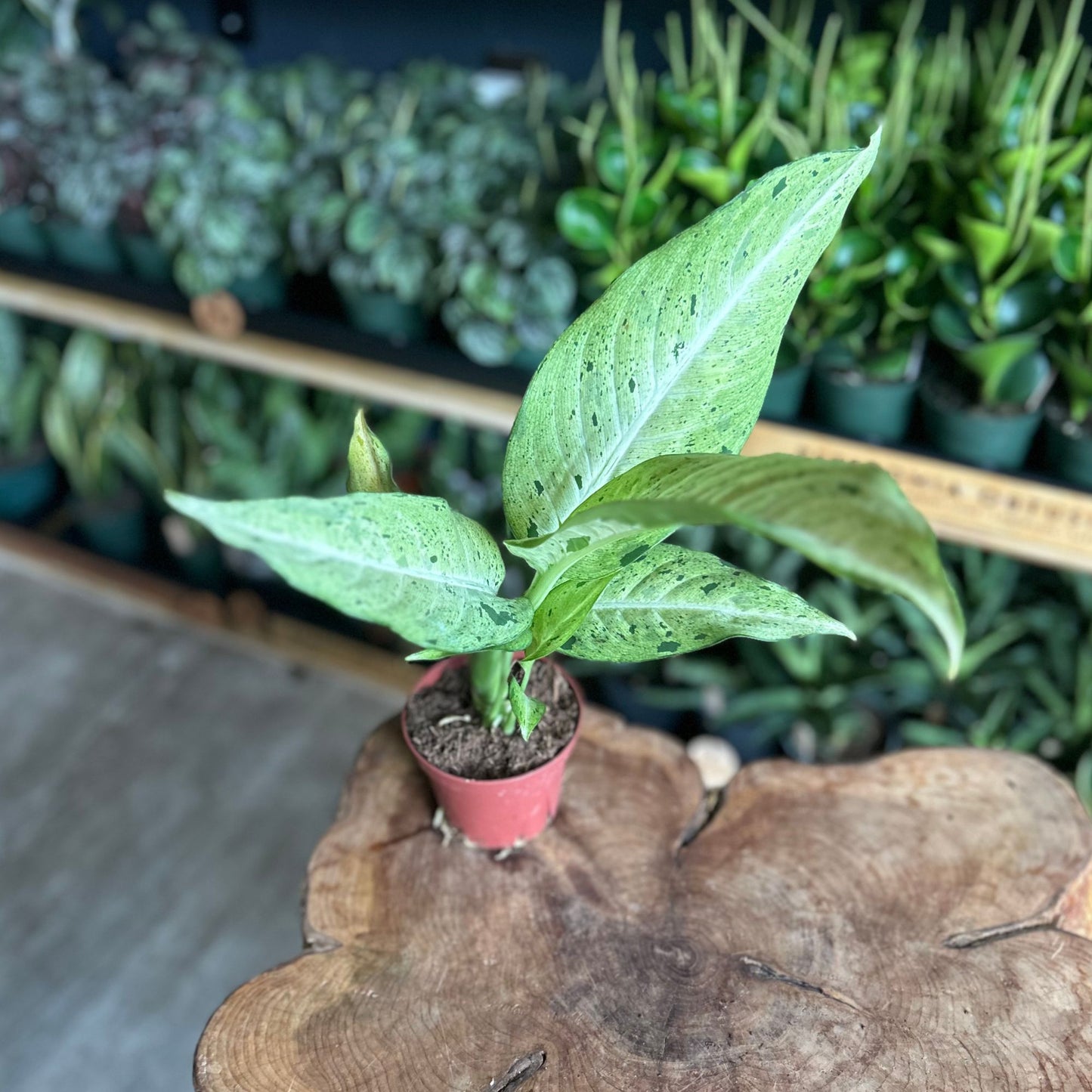 Dieffenbachia Camouflage 4"