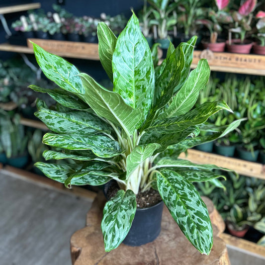 Aglaonema Peacock 8"