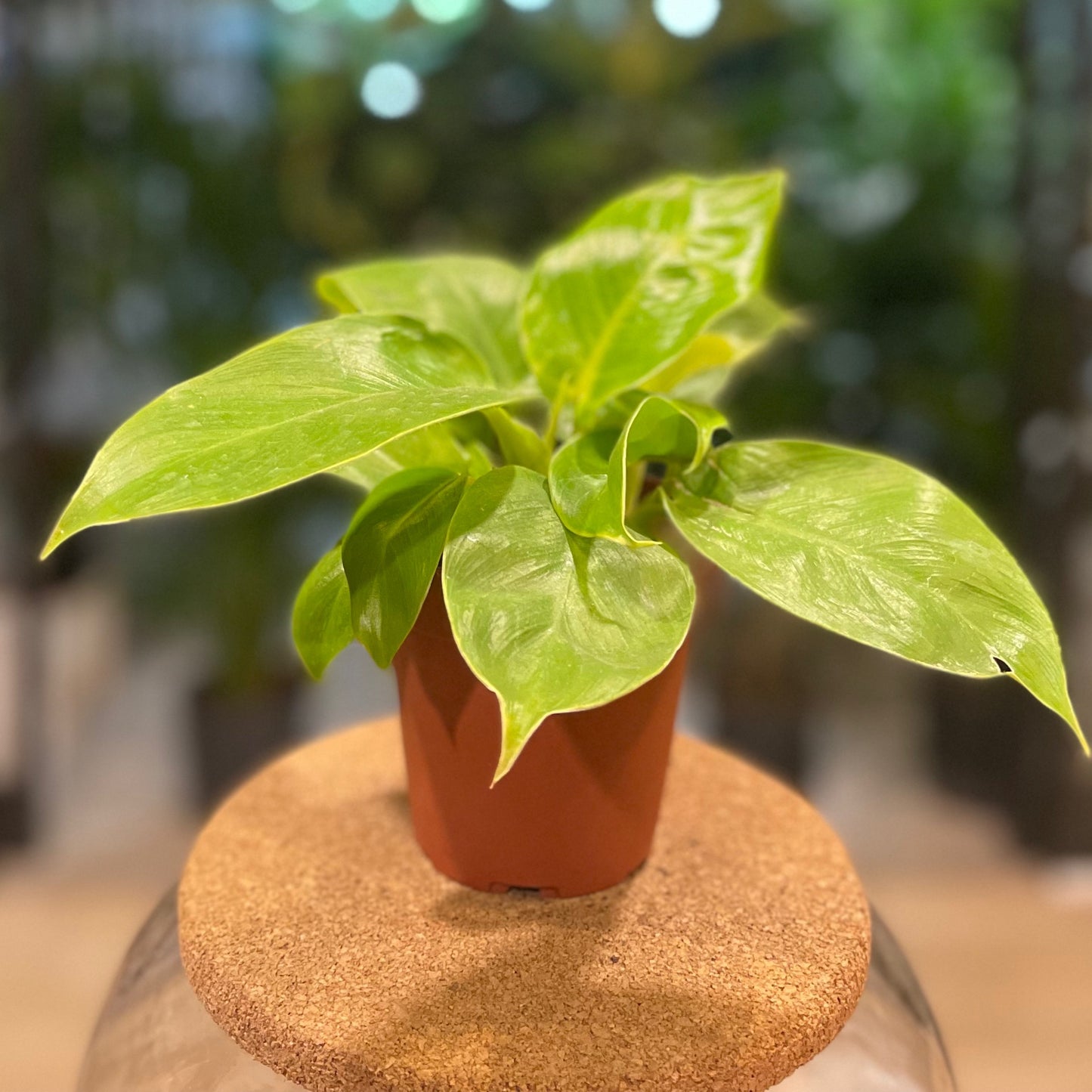 Philodendron Rush 4”