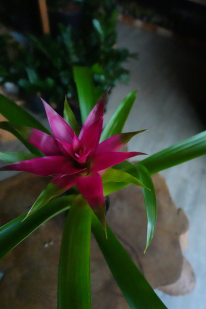 Bromeliad Guzmania 5"