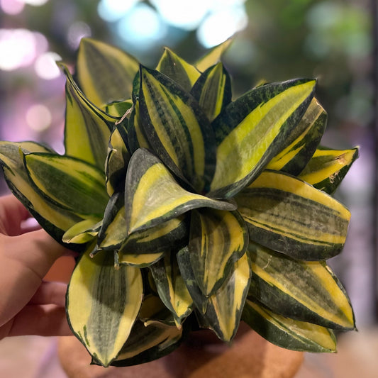 Sansevieria Star Power Gold 6"