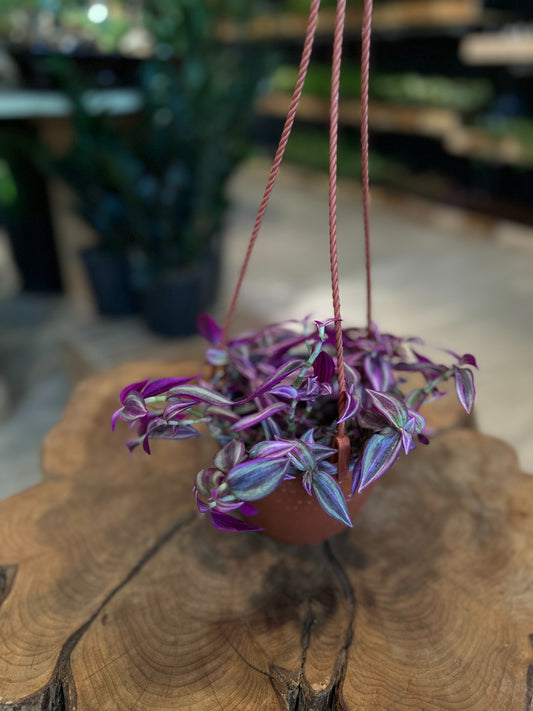 Tradescantia Zebrina 6" HB