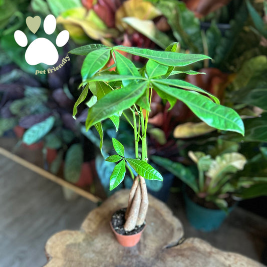 Money Tree Braided 3”