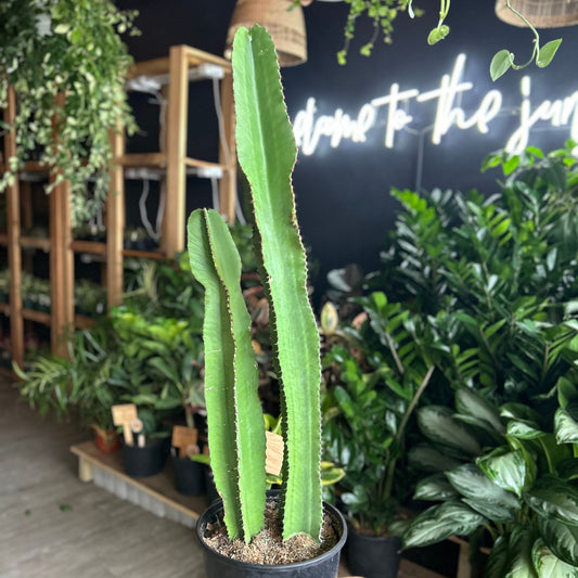 Cereus Peruvianus Cactus 10"