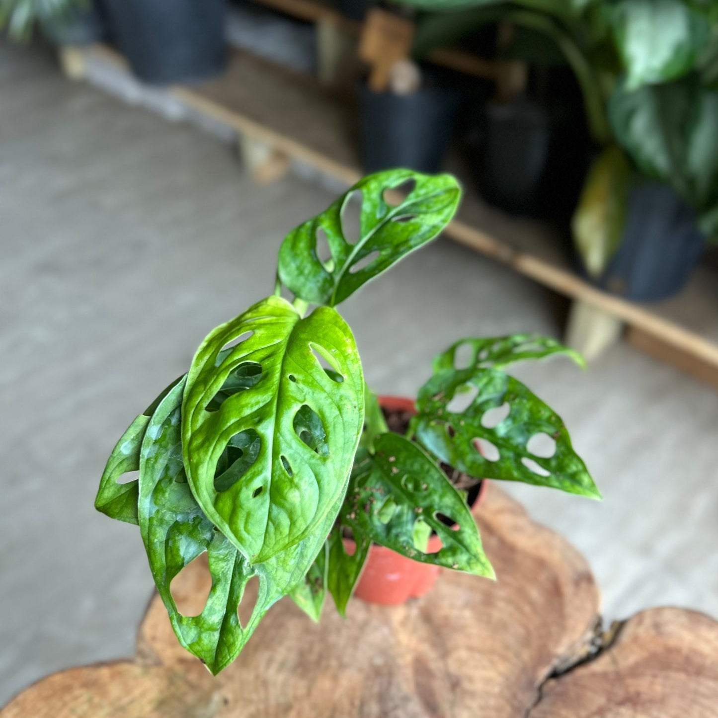 Monstera Adansonii (Swiss Cheese) 'Wide Form' 4"