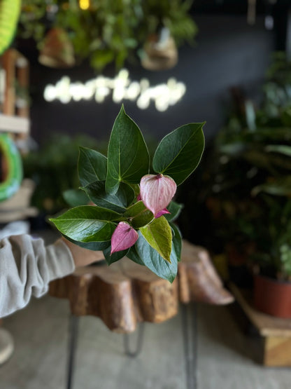 Anthurium Baby Purple 4”