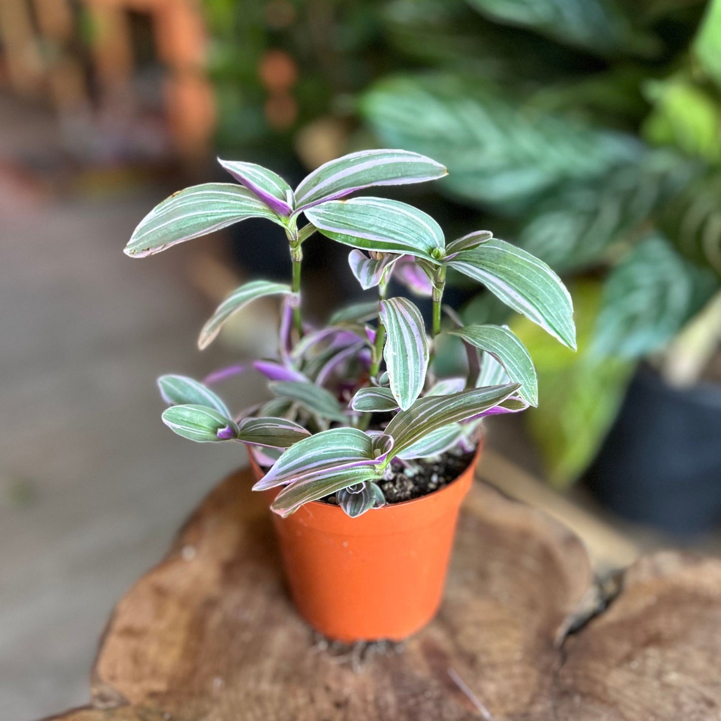 Tradescantia Nanouk 4"