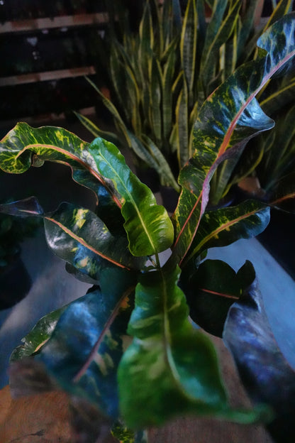 Croton Thai Dye Groovy 4"