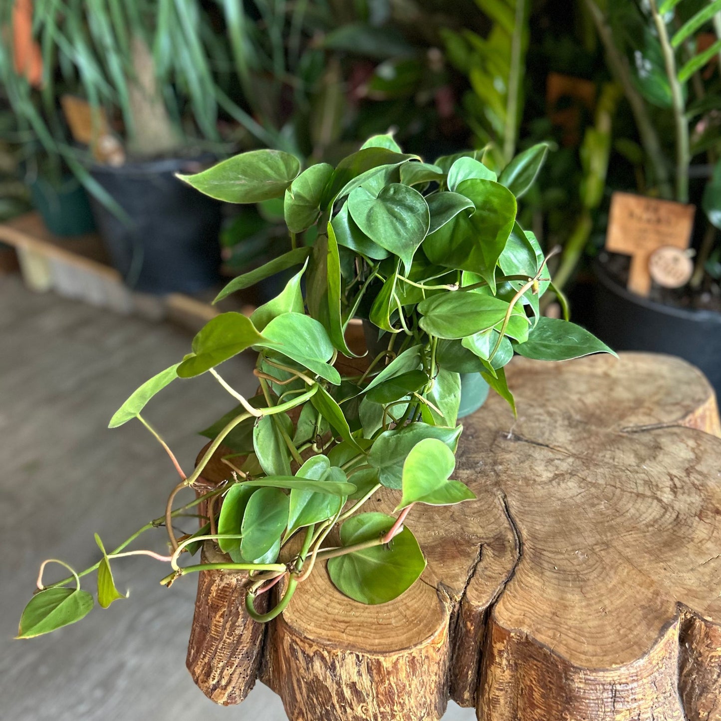 Heartleaf Philodendron 6"