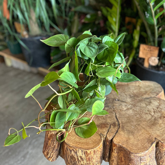 Heartleaf Philodendron 6"