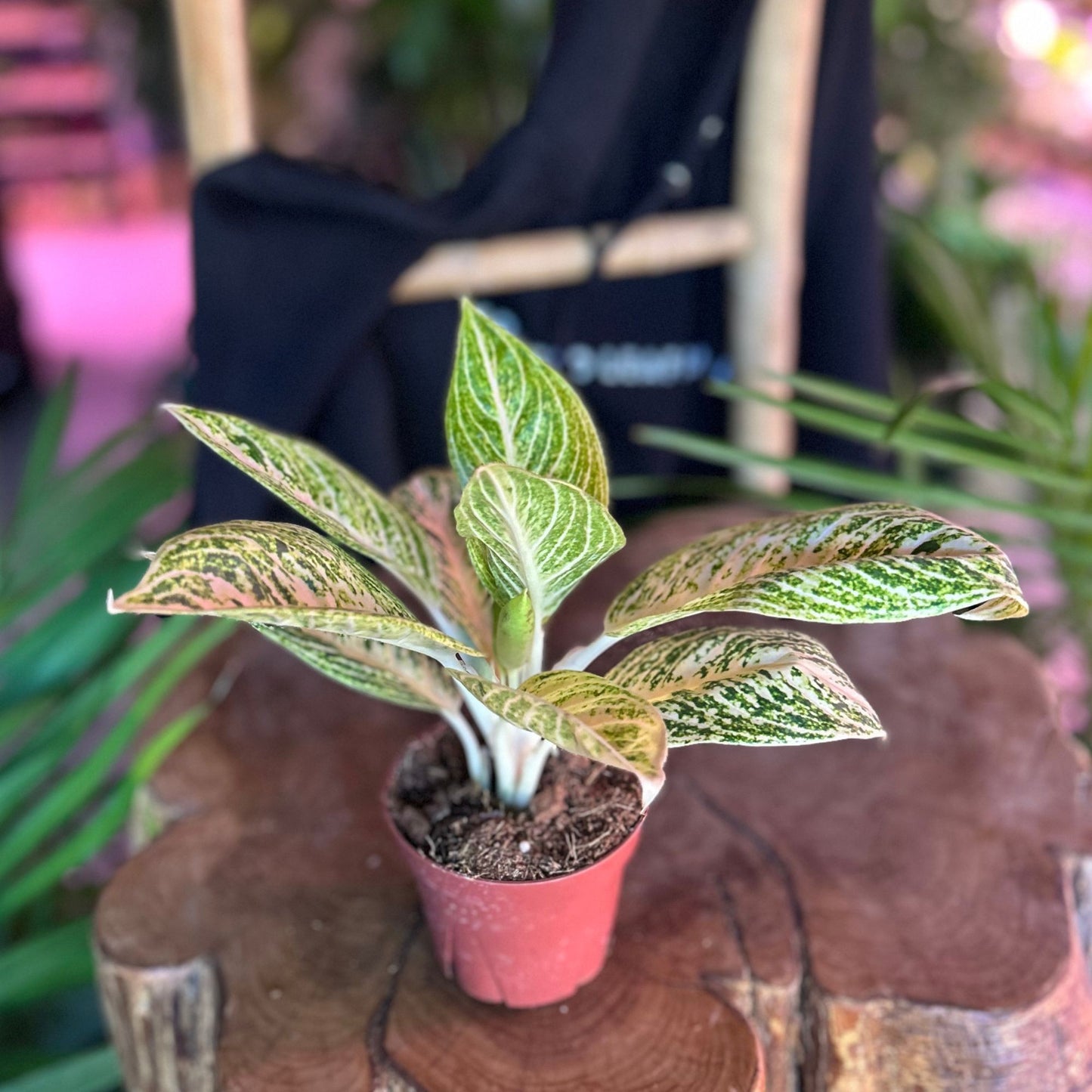 Aglaonema Legacy White 4"