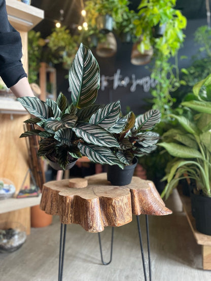 Calathea Ornata (Pinstripe) 6”