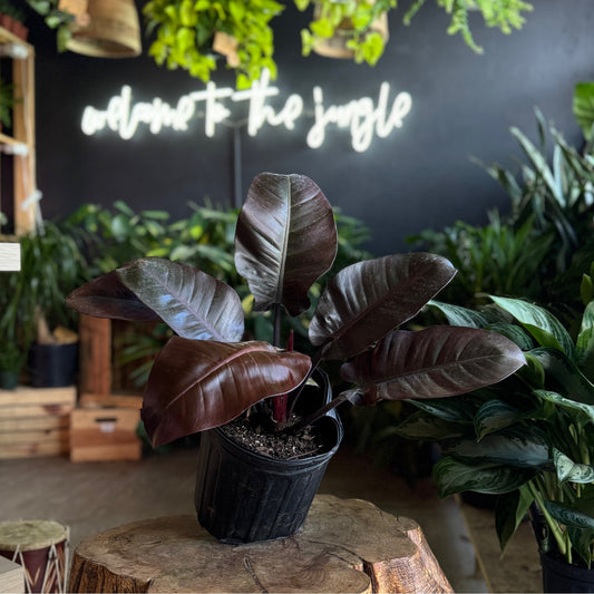 Philodendron Red Congo 10"