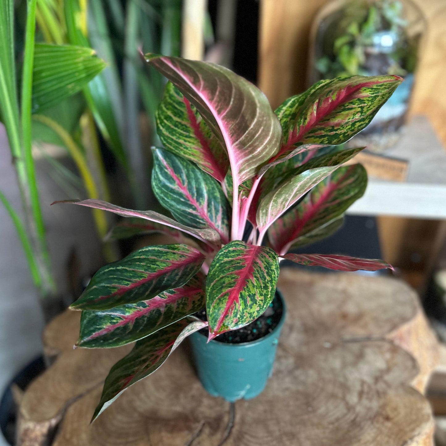Aglaonema Rubi 5”