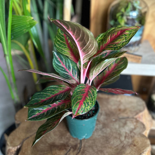 Aglaonema Rubi 5”