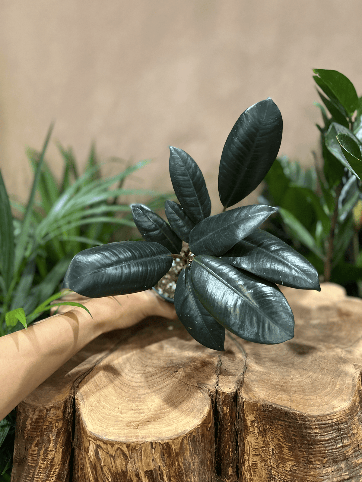Ficus Burgundy (Rubber Tree) 4"