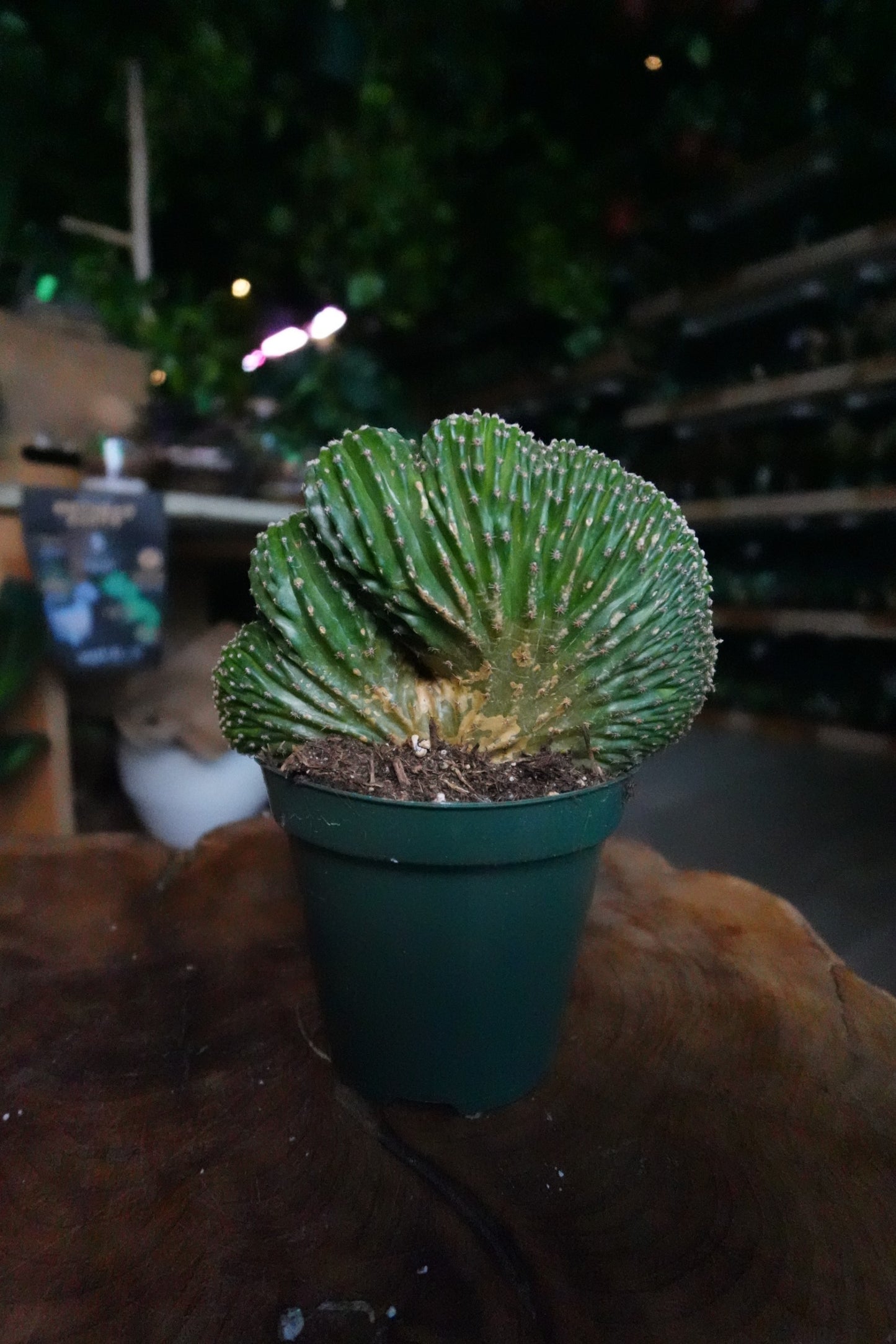 Echinopsis Arachnacantha Cristata 4"