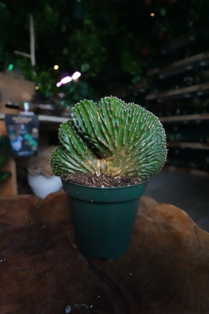 Echinopsis Arachnacantha Cristata 4"