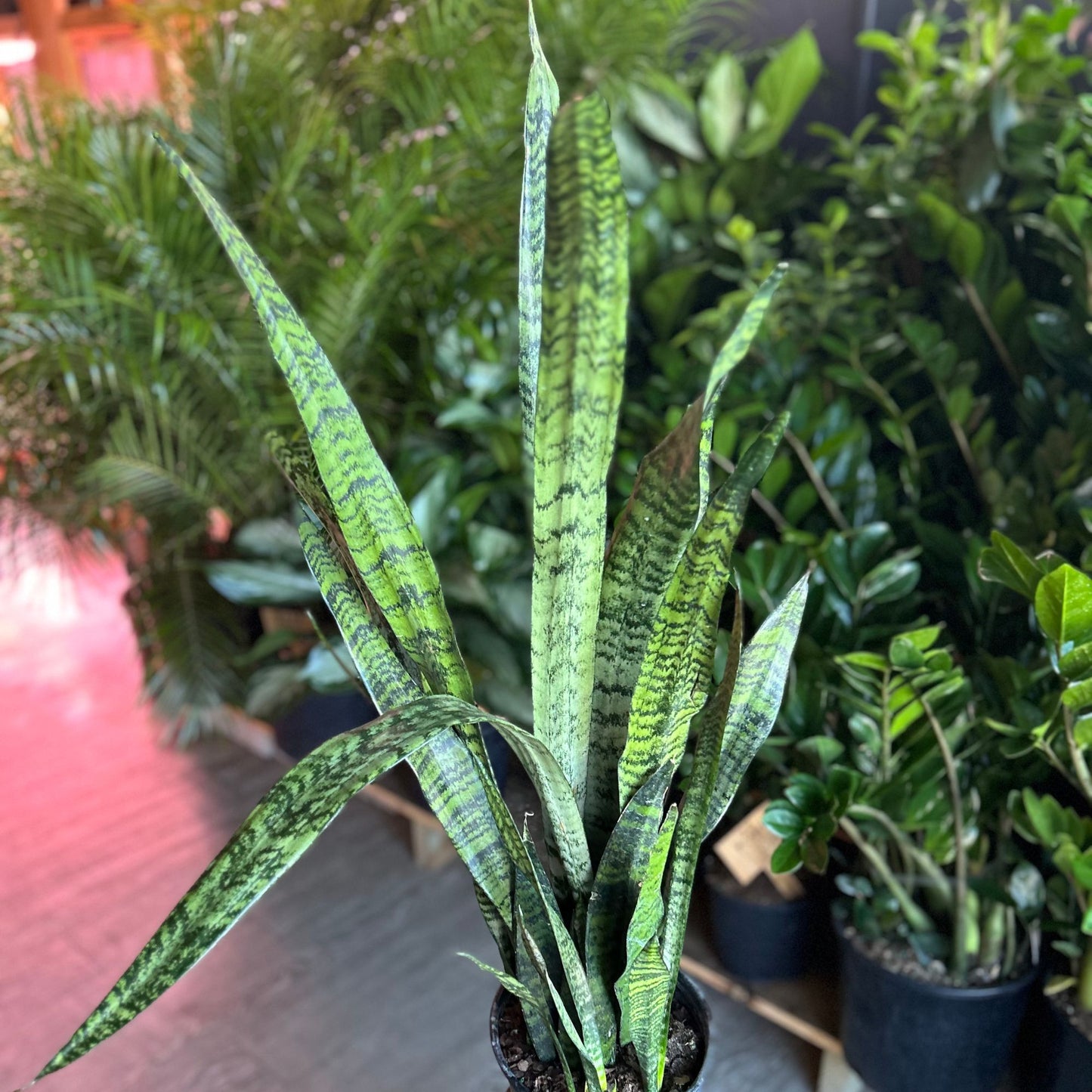 Sansevieria Zeylanica (Green Snake) 8"
