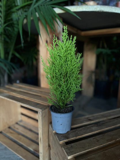 Lemon Cypress Tree 4"