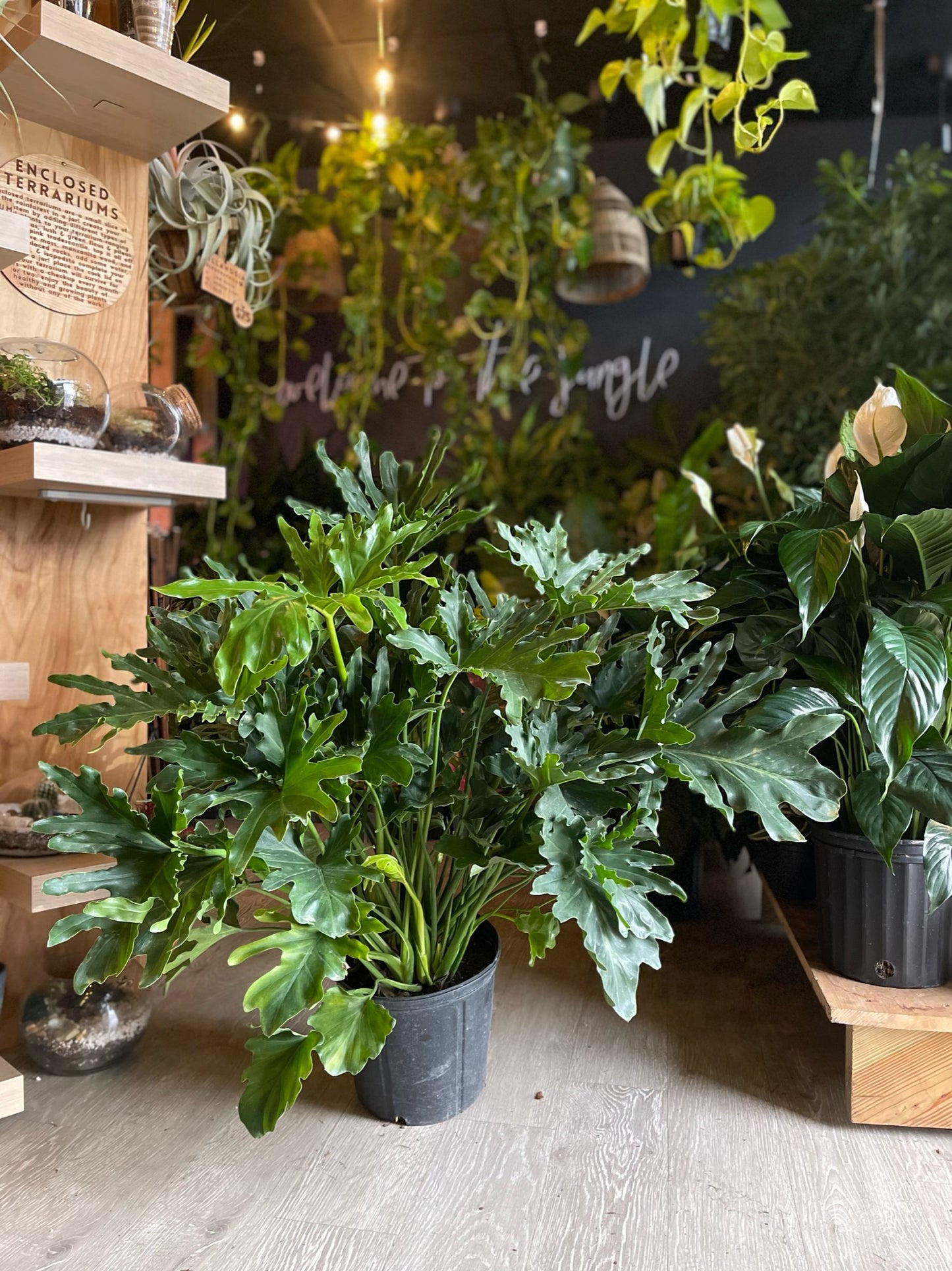 Philodendron Hope Selloum 10”