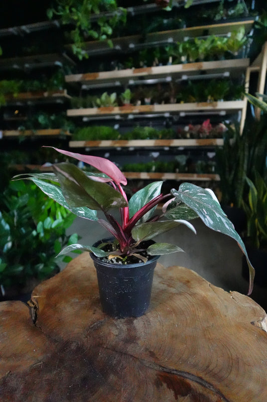 Pink Princess Philodendron 4"