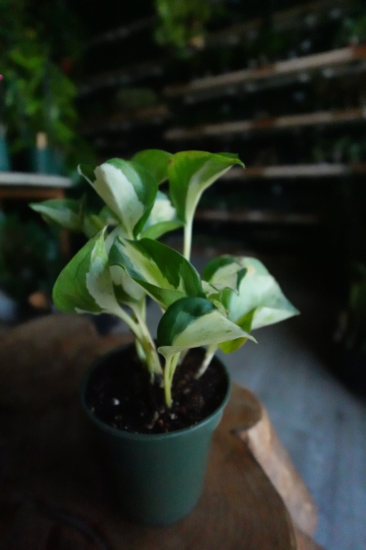 Pothos Manjula 2"