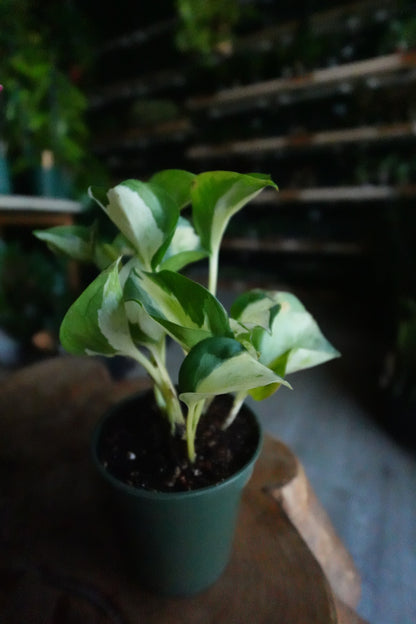Pothos Manjula 2"