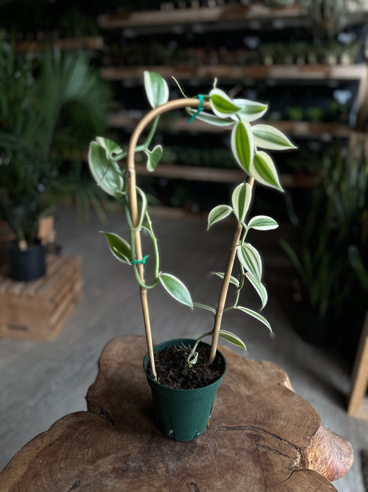 Vanilla Orchid 5"