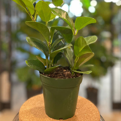 Hoya Australis Green 4"