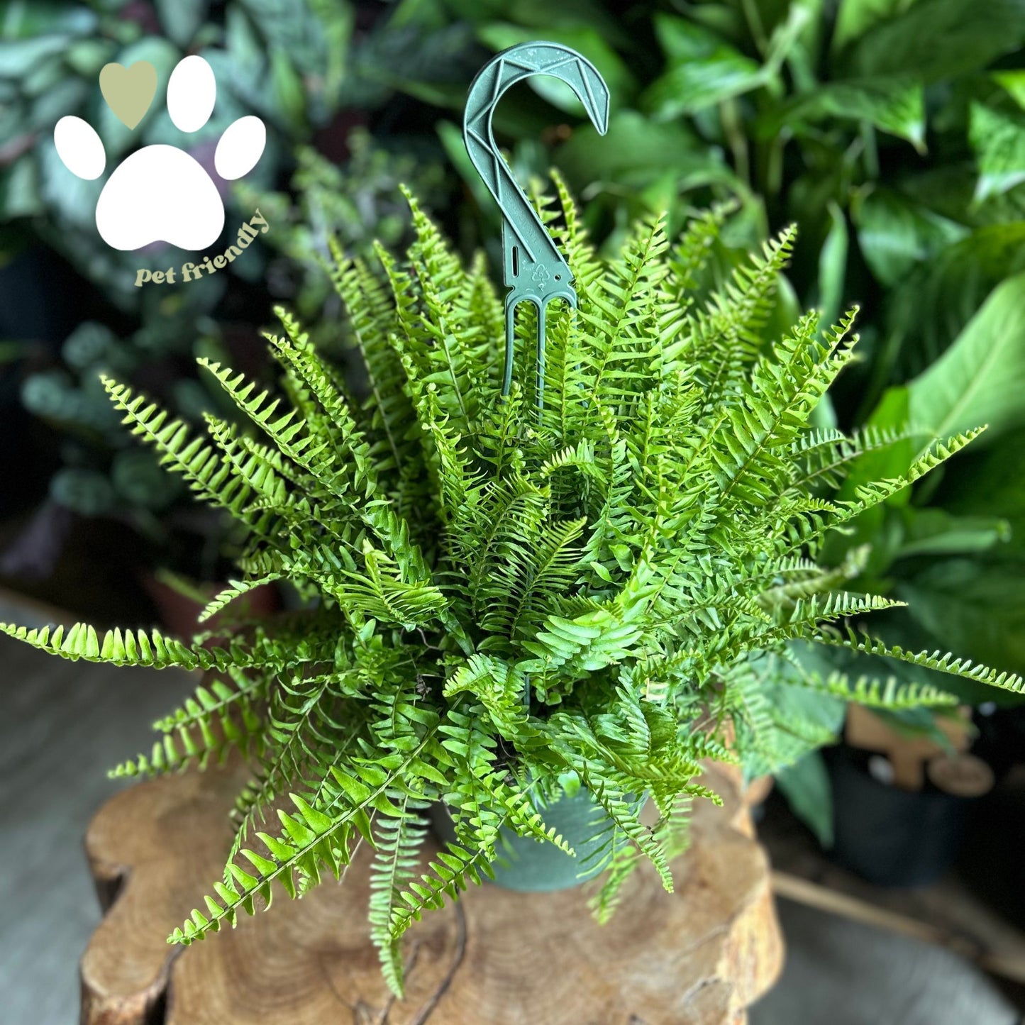 Fern Nevada 8” HB