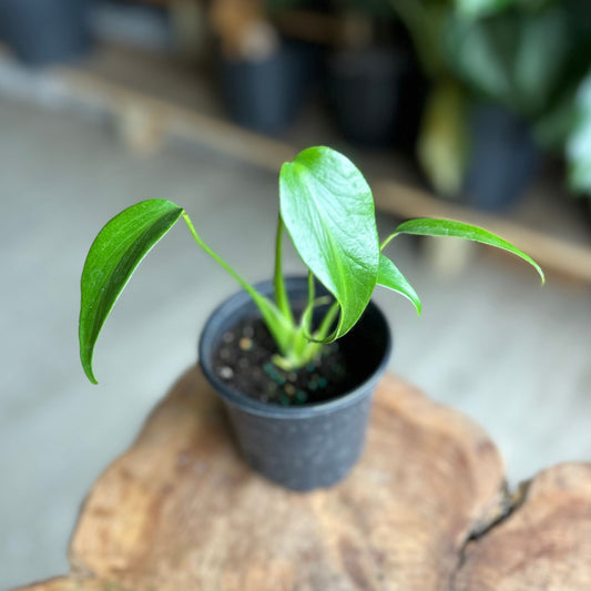 Monstera Burle Marx Flame 4"
