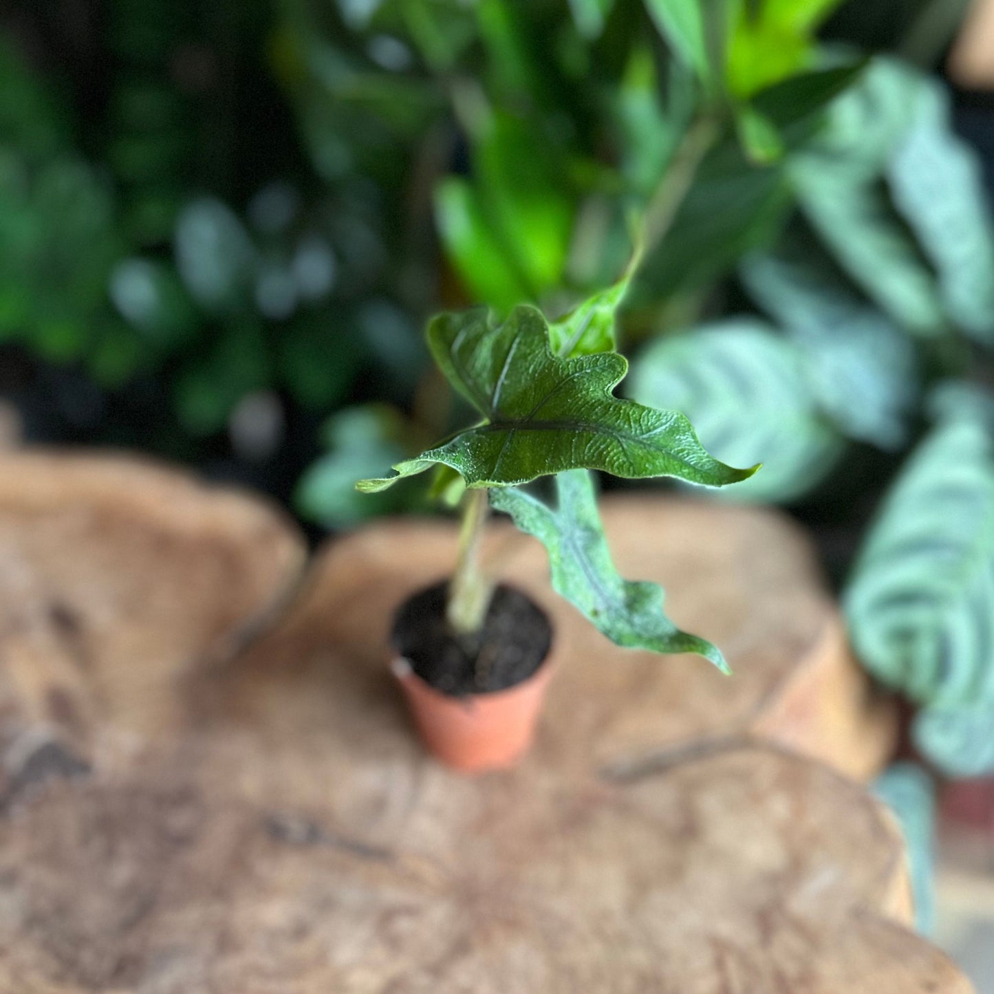 Alocasia Jacklyn 2”
