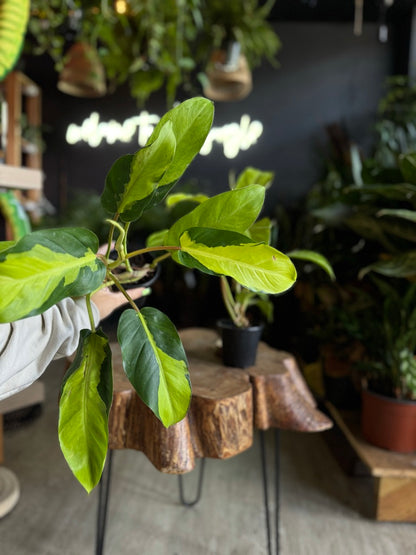 Philodendron Thai Sunrise 4"