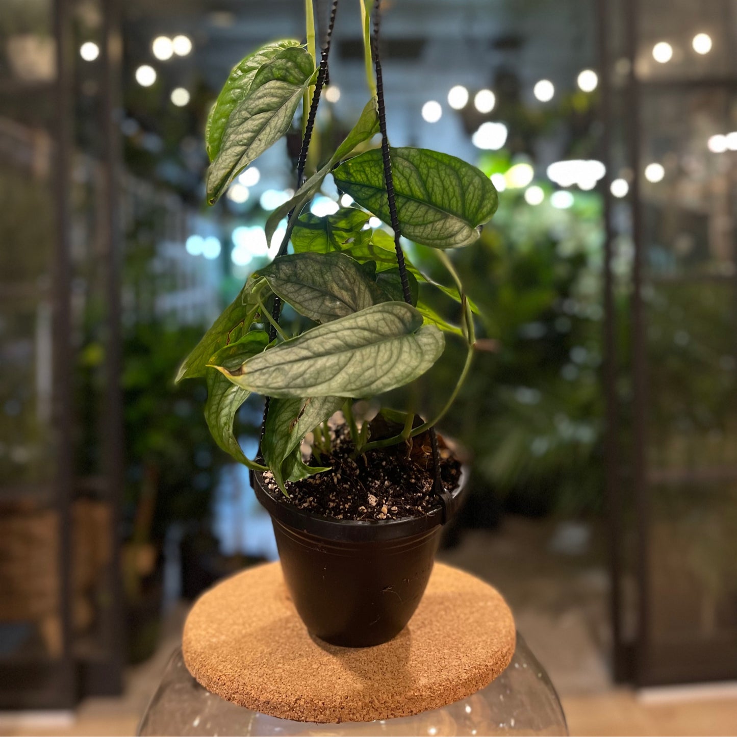 Monstera Siltepecana 4” HB