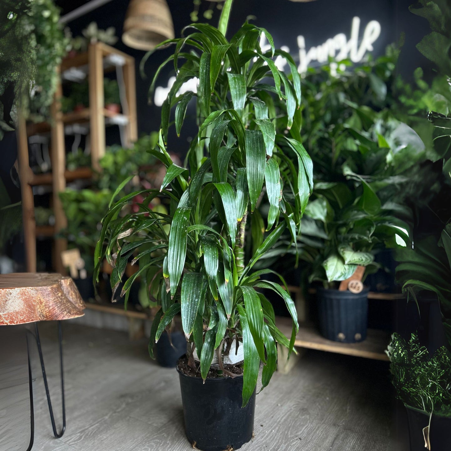 Dracaena Hawaiian Emerald 10”
