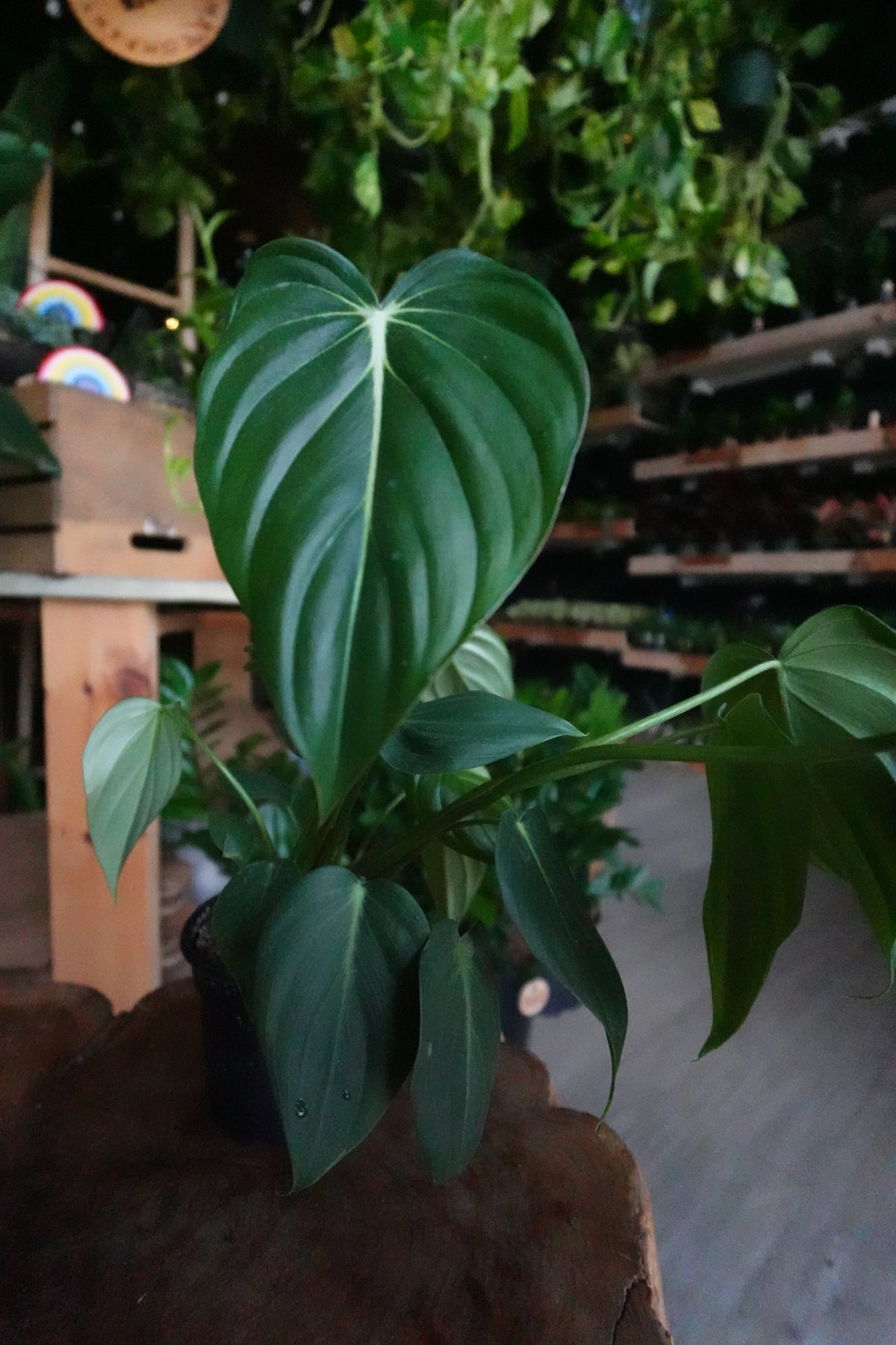 Philodendron McDowell 4"