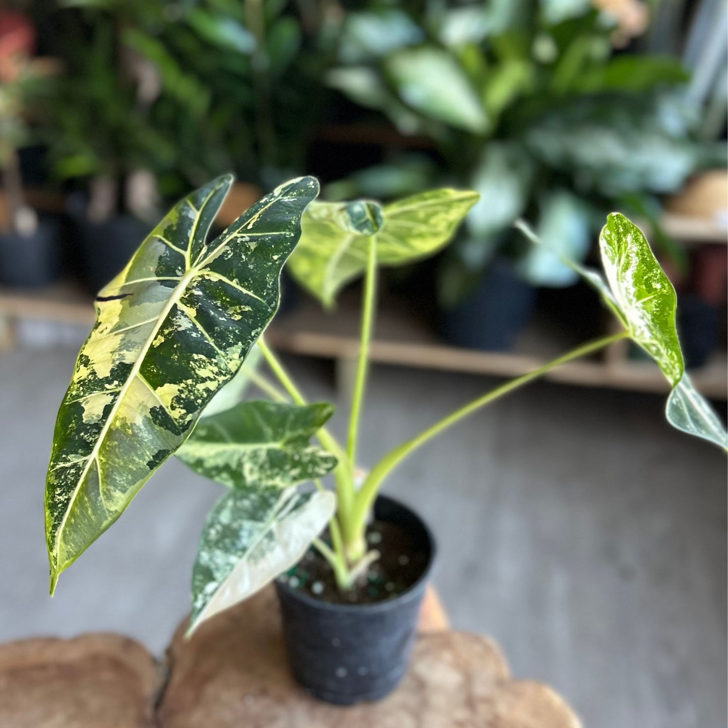 Alocasia Frydek Variegated 5"
