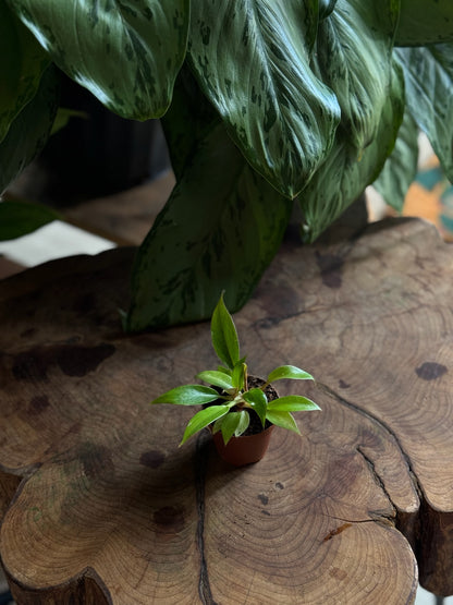Philodendron Orange Marmalade 2”