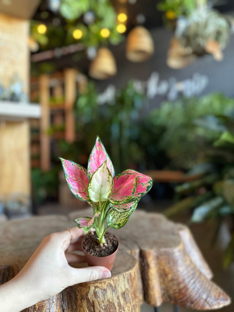 Aglaonema Red Valentine 2”